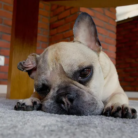 アパート Przycup W Karkonoszach - 