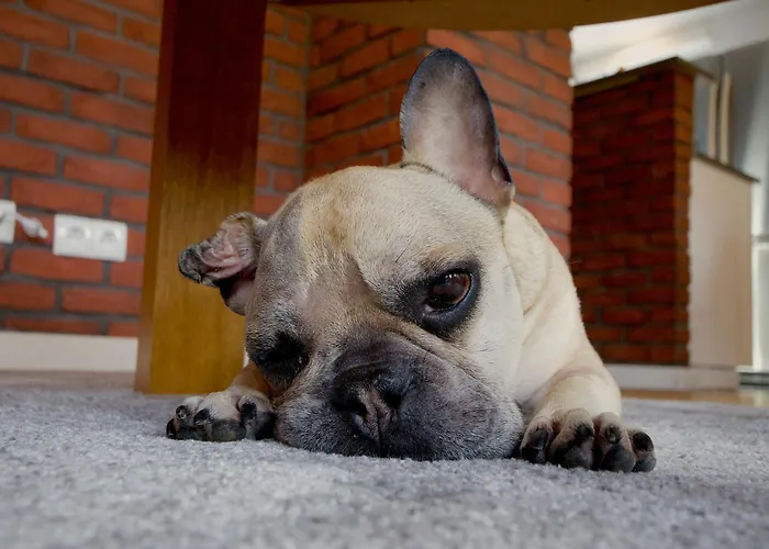 아파트 Przycup W Karkonoszach - 